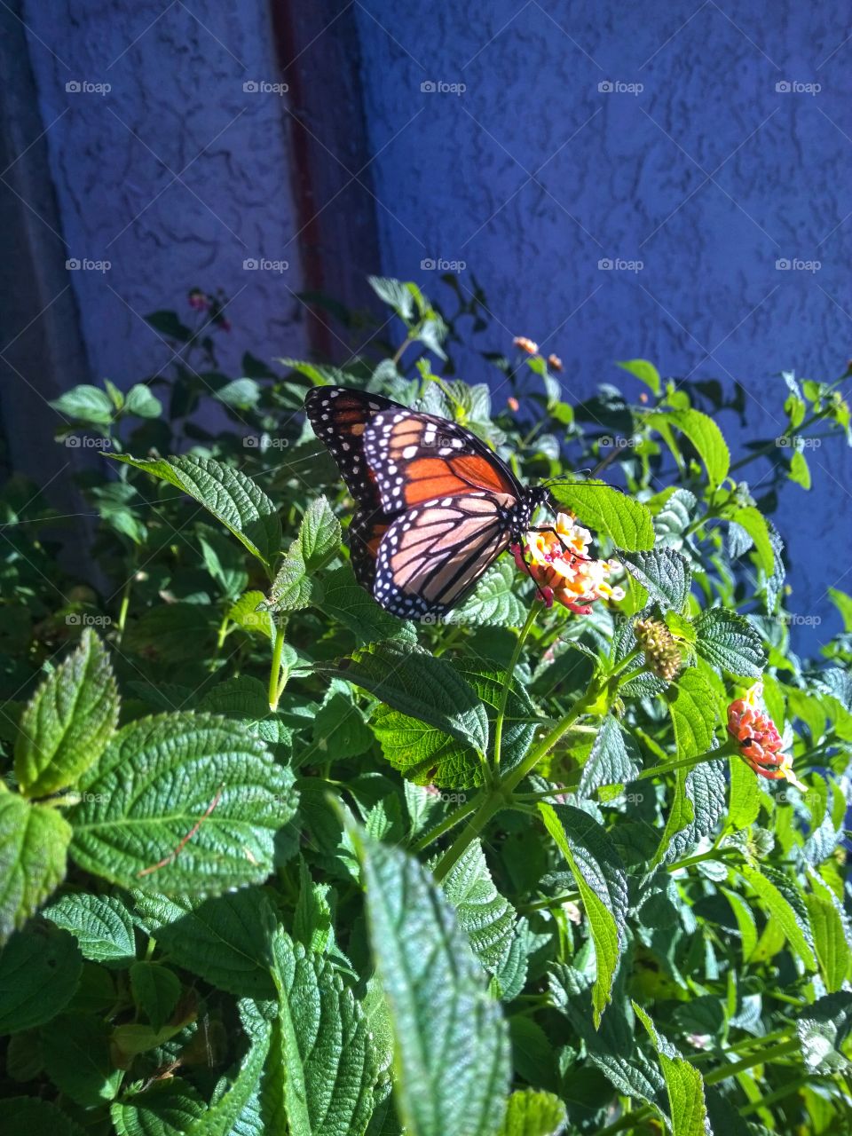 Butterfly on tiny flowers.