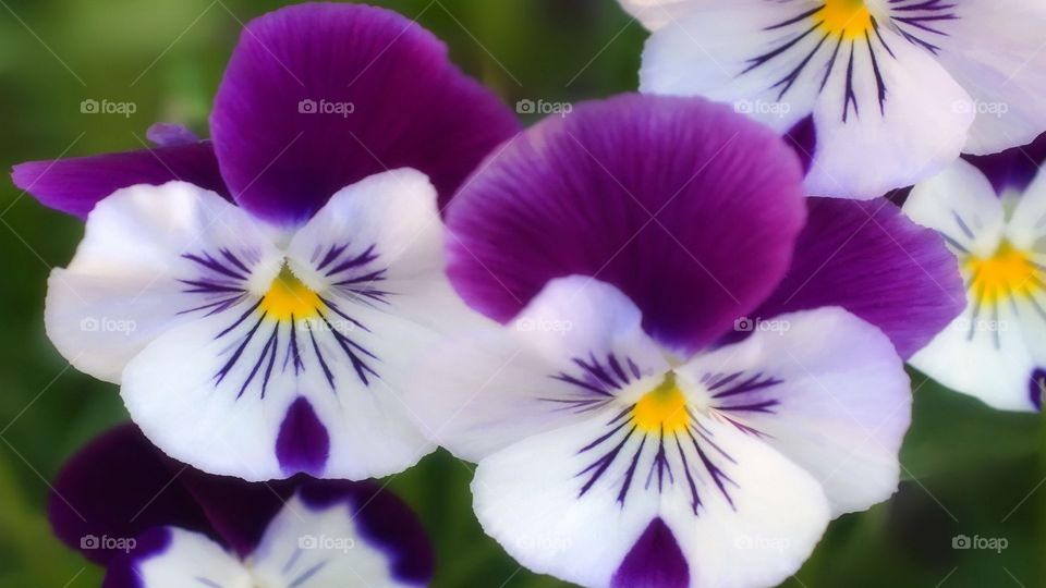 flower Viola