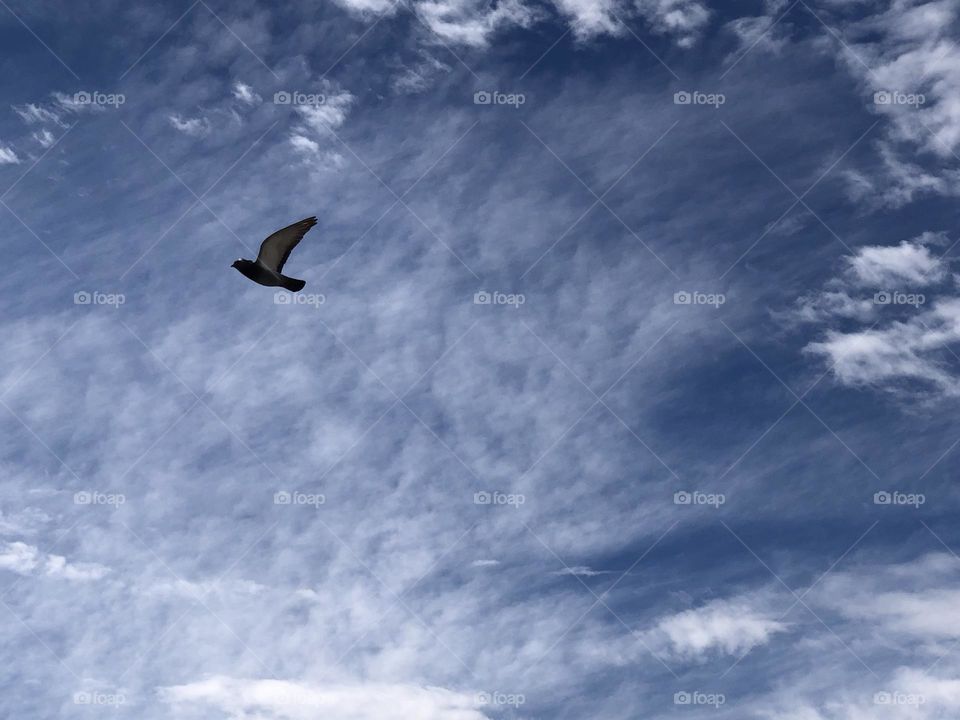 Beautiful pigeon flying cross the sky 