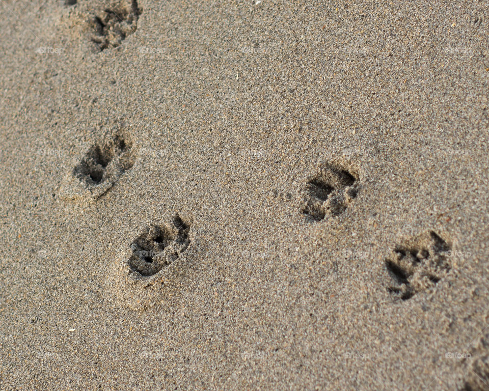 Puppy feet. All that is left of a great day for the dog who left these prints in the sand