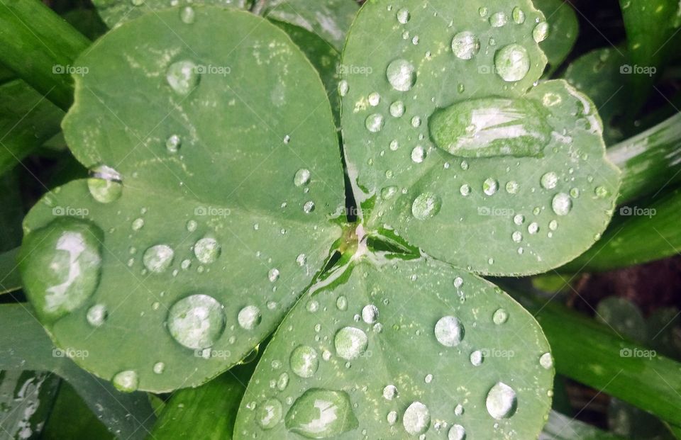 Raindrops on clover