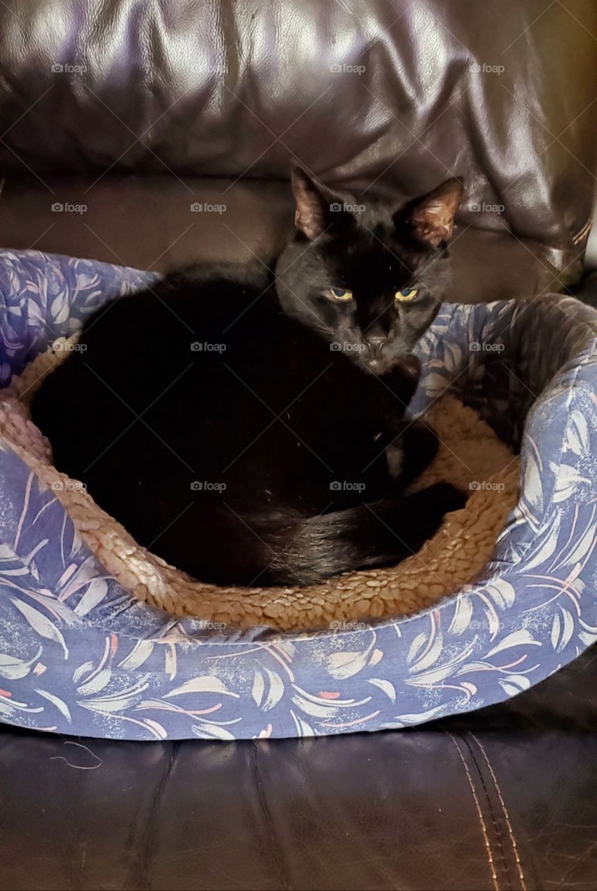 Black cat in cat bed on leather couch. Kittys awake with eyes open.