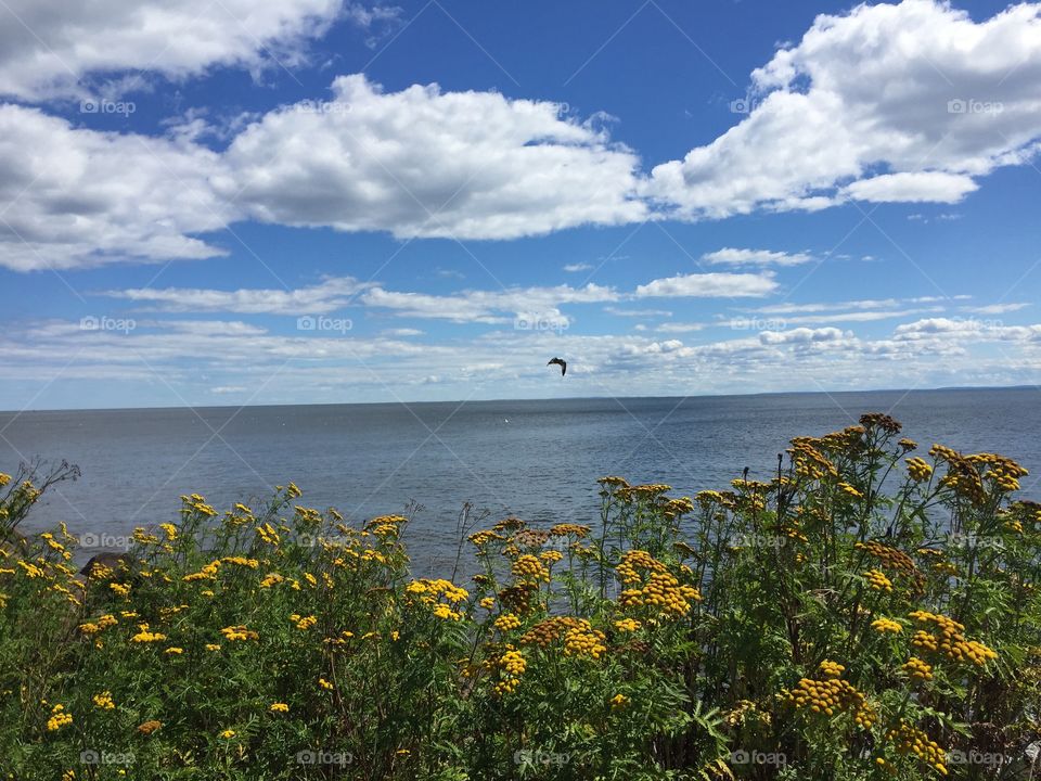Lake Superior in the Summertime, blooming flowers and wispy clouds. Open water and a soaring bird. 