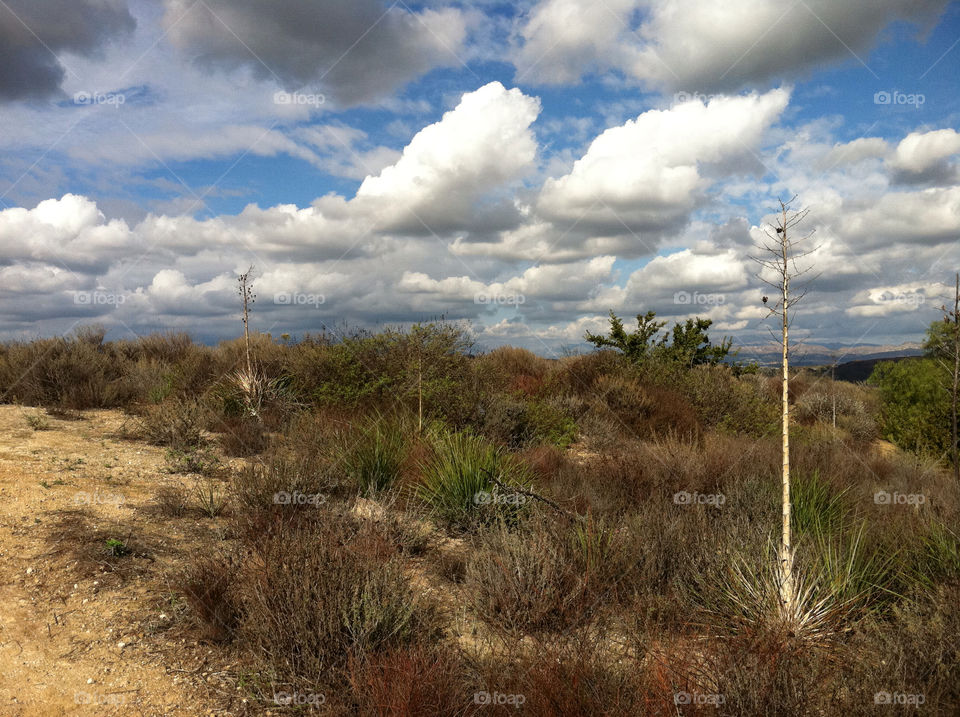 sky plants clouds california by kenglund