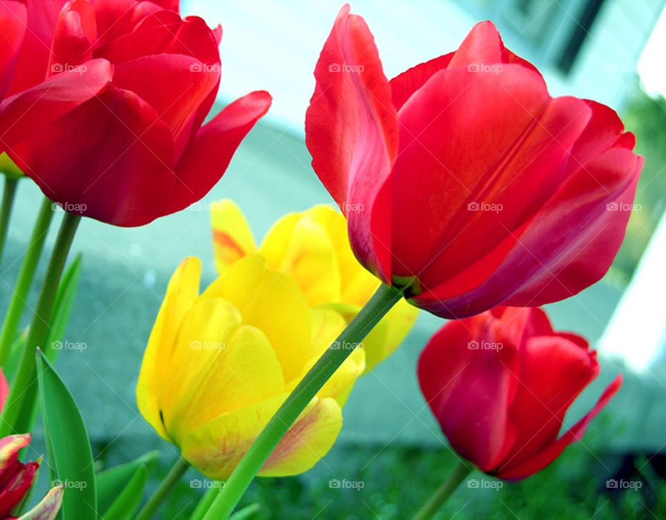 macro county photography tulips by probie15