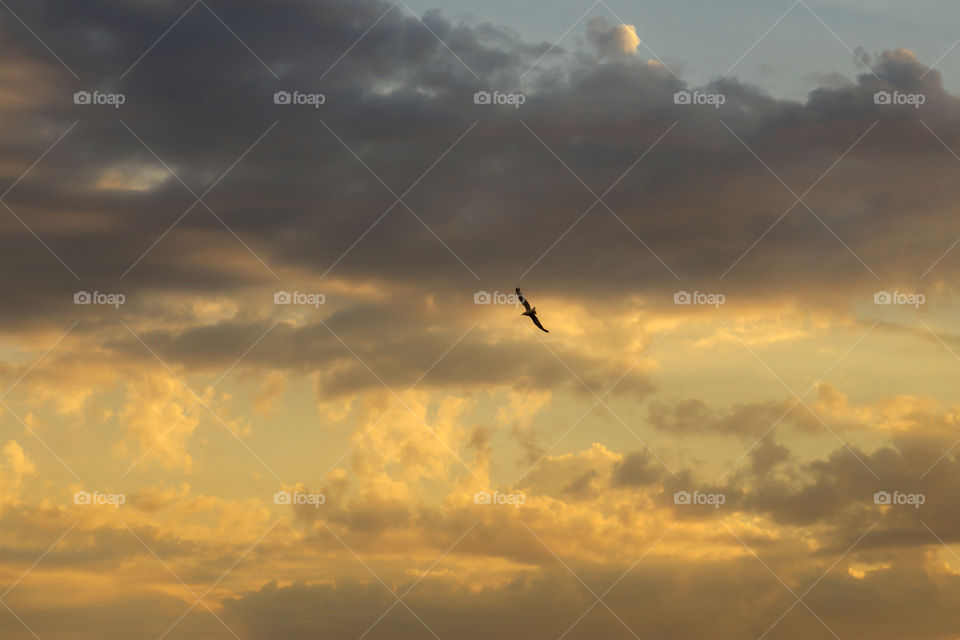 Colourful sky and clouds illuminated by the rising sun and a flying bird
