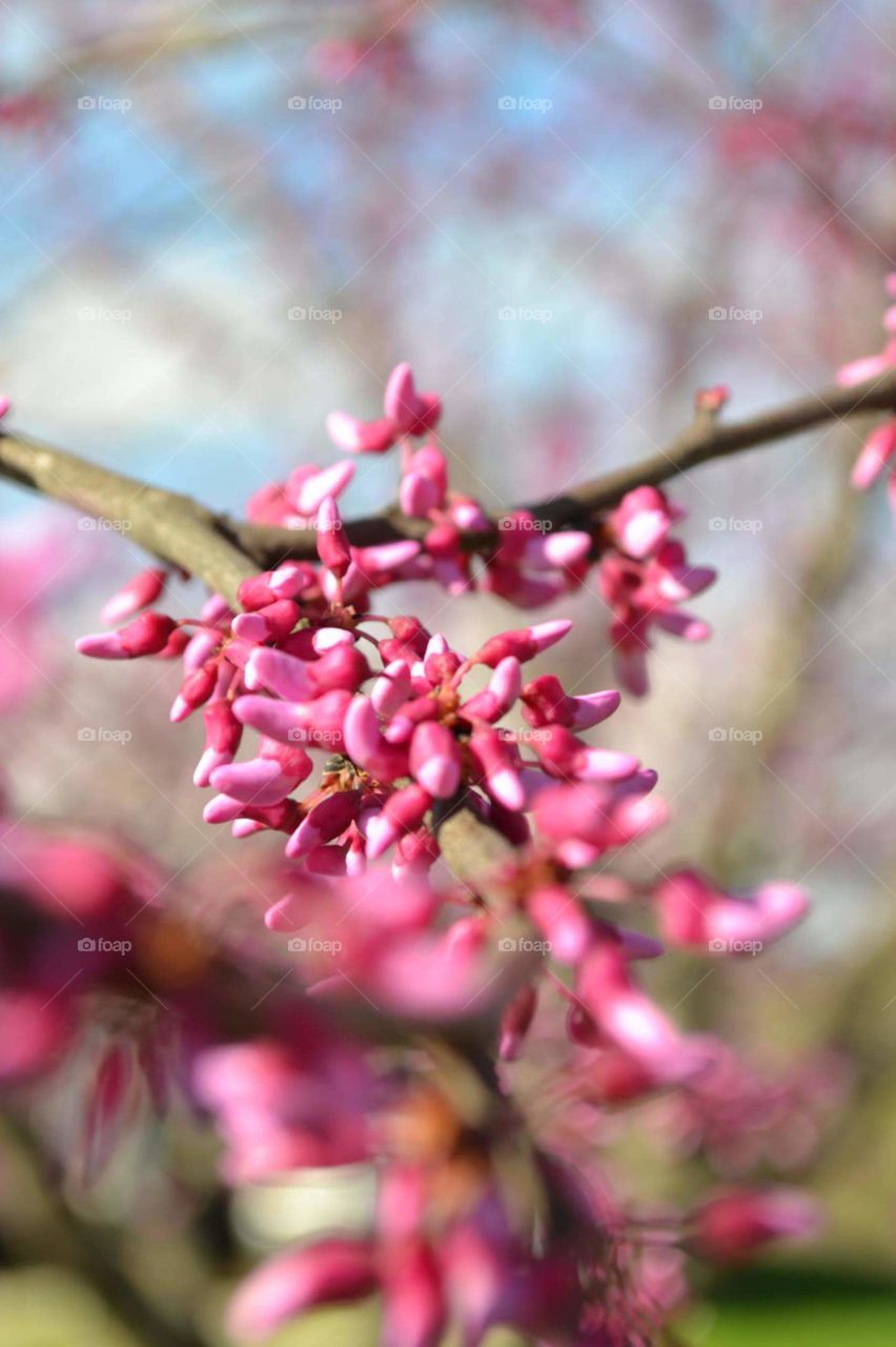 Redbud tree