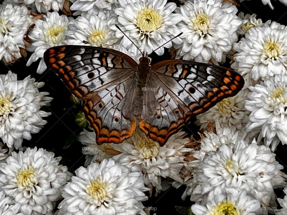 A white peacock butterfly resting on white chrysanthemums.