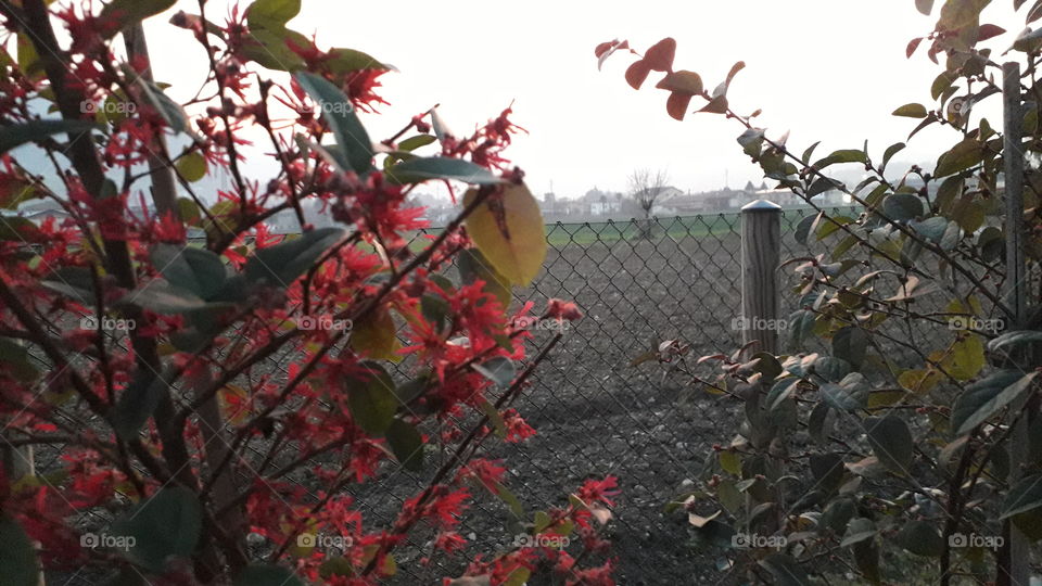 sunset from my garden