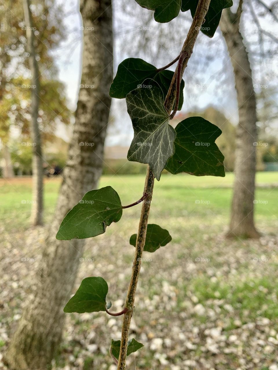 a shoot of ivy suspended in an autumn landscape