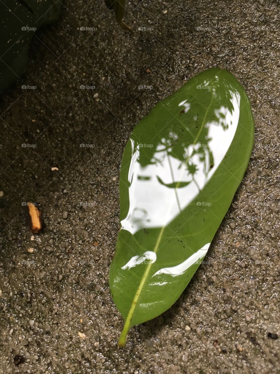 Puddle in a leaf 🍃