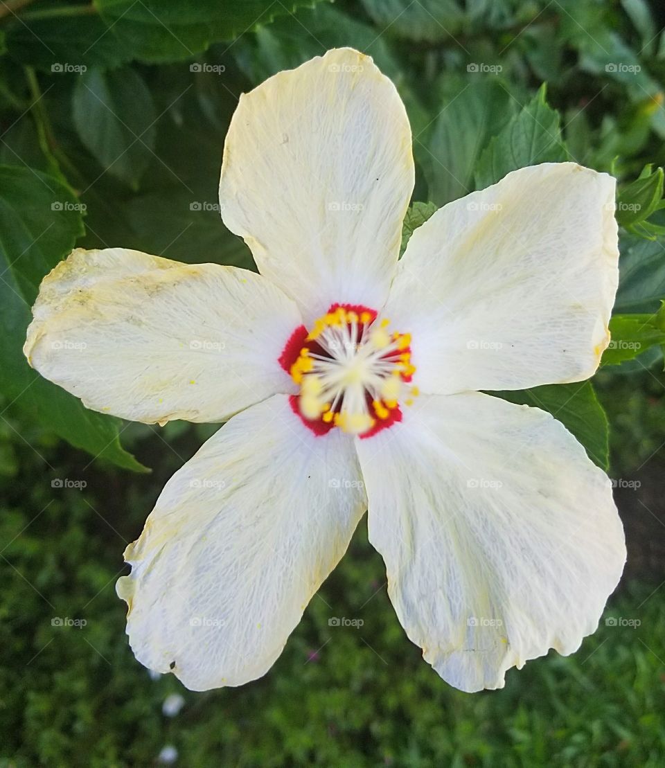 white flower