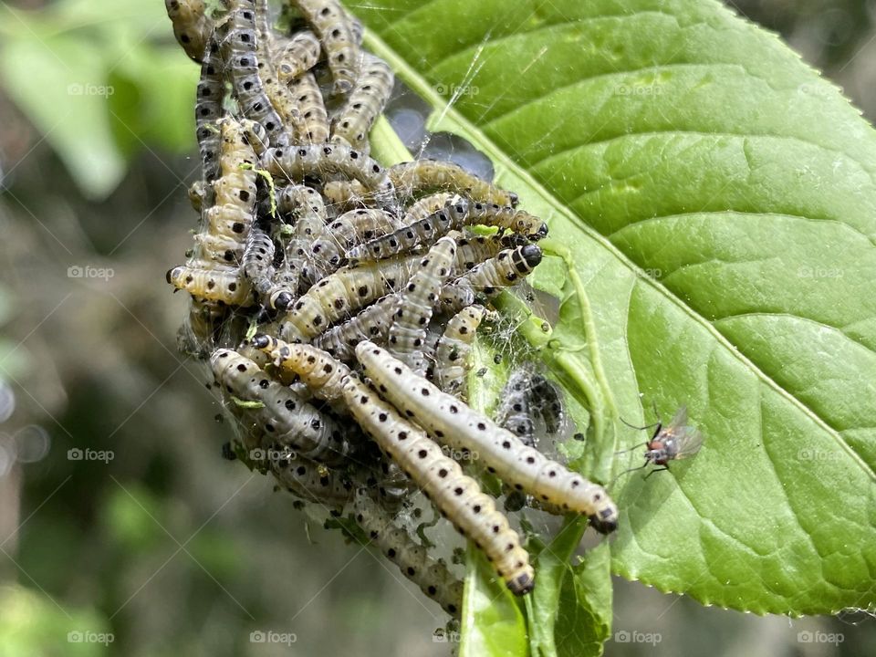 A group of caterpillars in a tree 