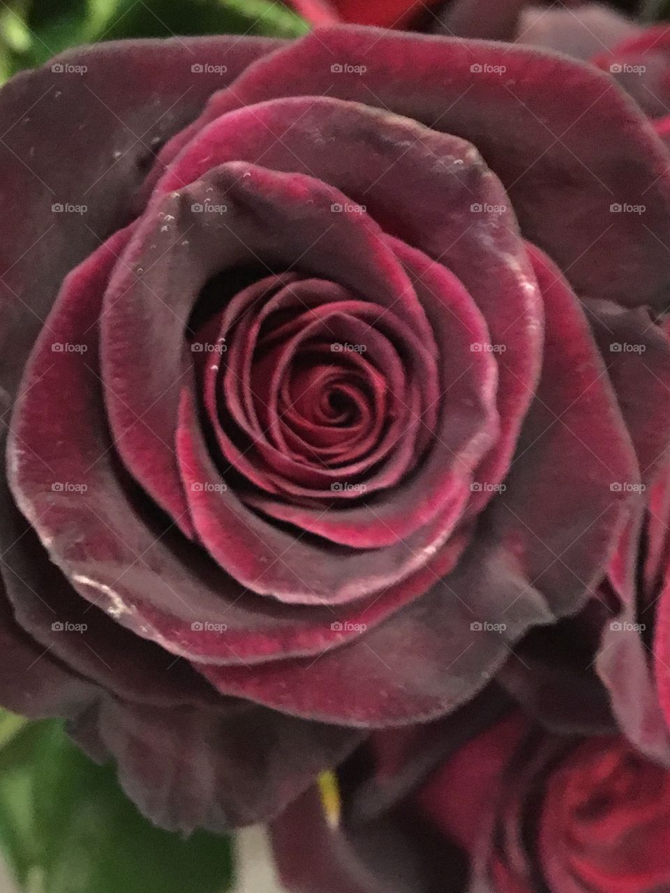 Red velvet rose