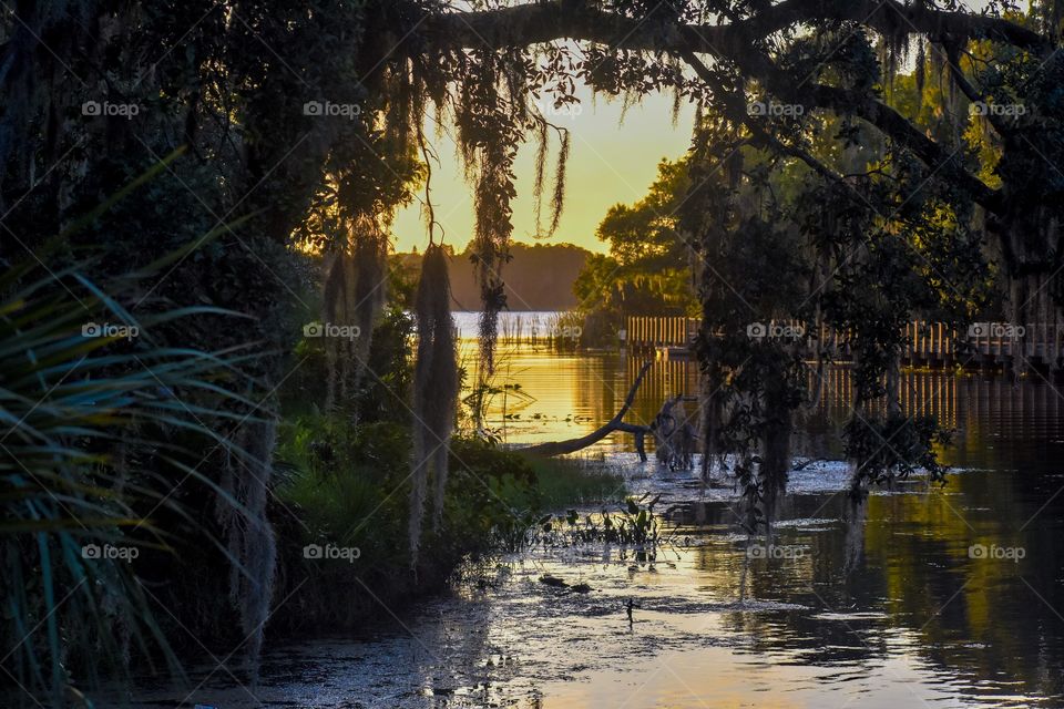 Looking through the trees to the lake at sunset