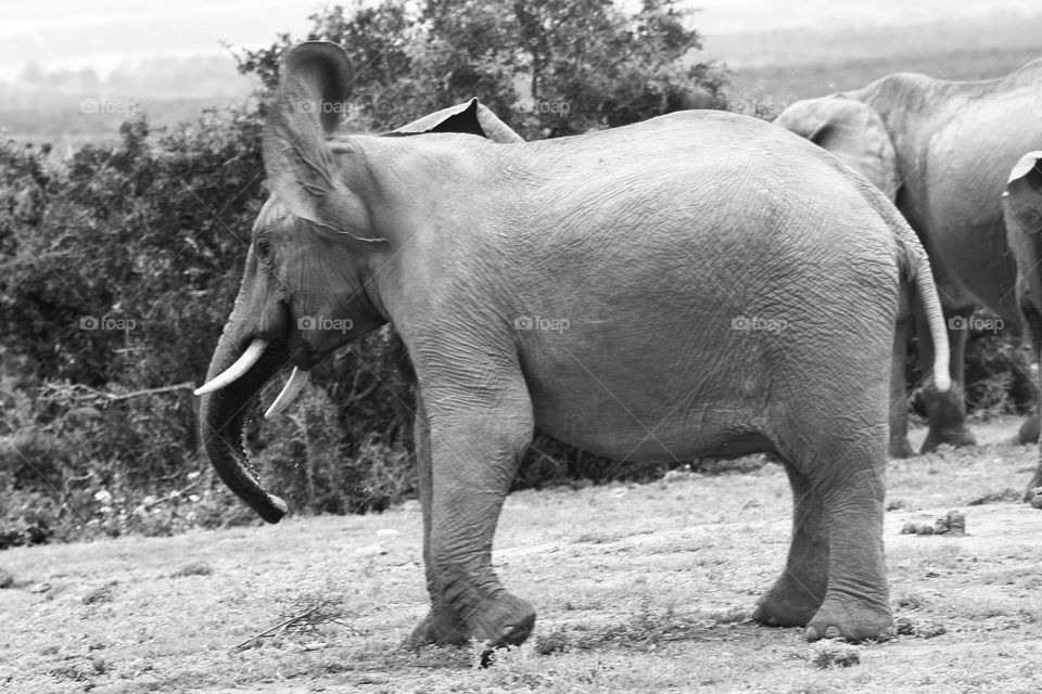 young elephant playing. black and white