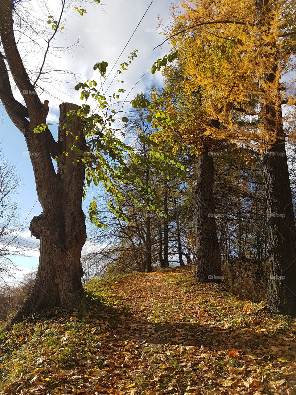 Autumn in the forest