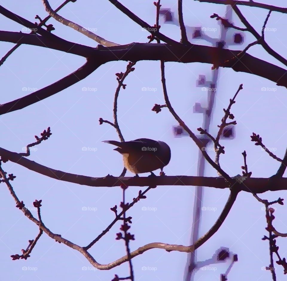 Chickadee on tree branch eating a seed 