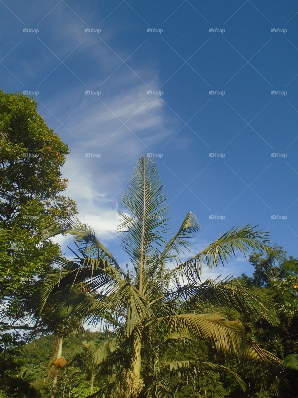 LANDSCHAFT, UMWELT, UMGEBUNG, PFLANZENWELT