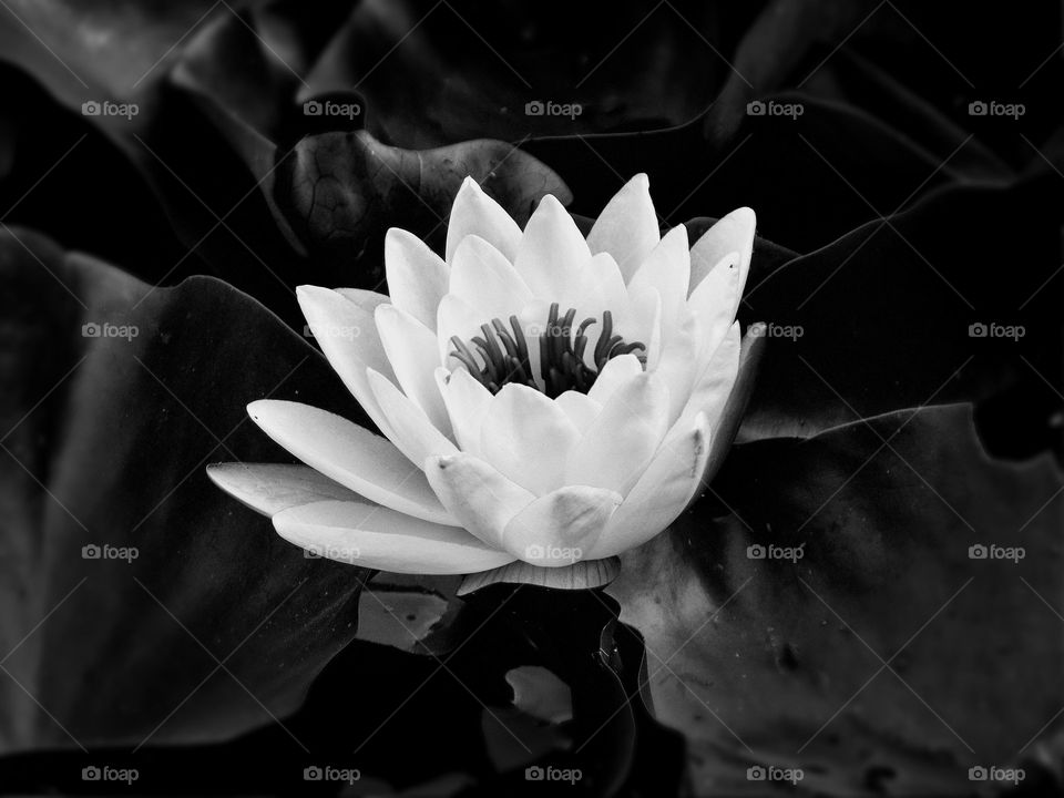 BW flower 