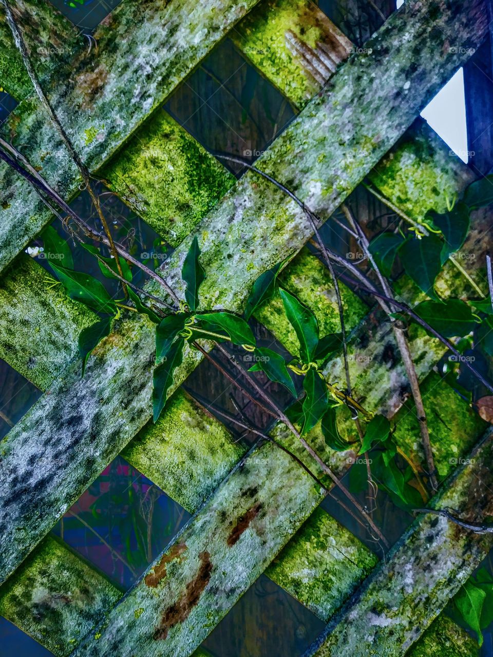 vine climbing lattice