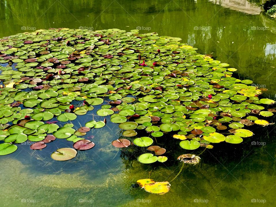 Lilies on a pond