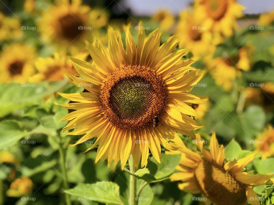 Sunflowers