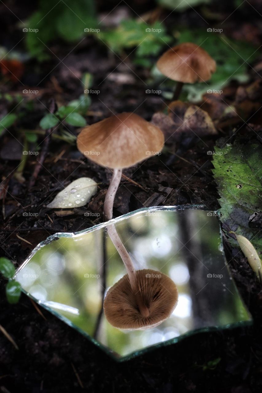 Reflection of a small brown mushroom in a broken mirror surrounded by wet green plants on forest floor and bokeh in the background