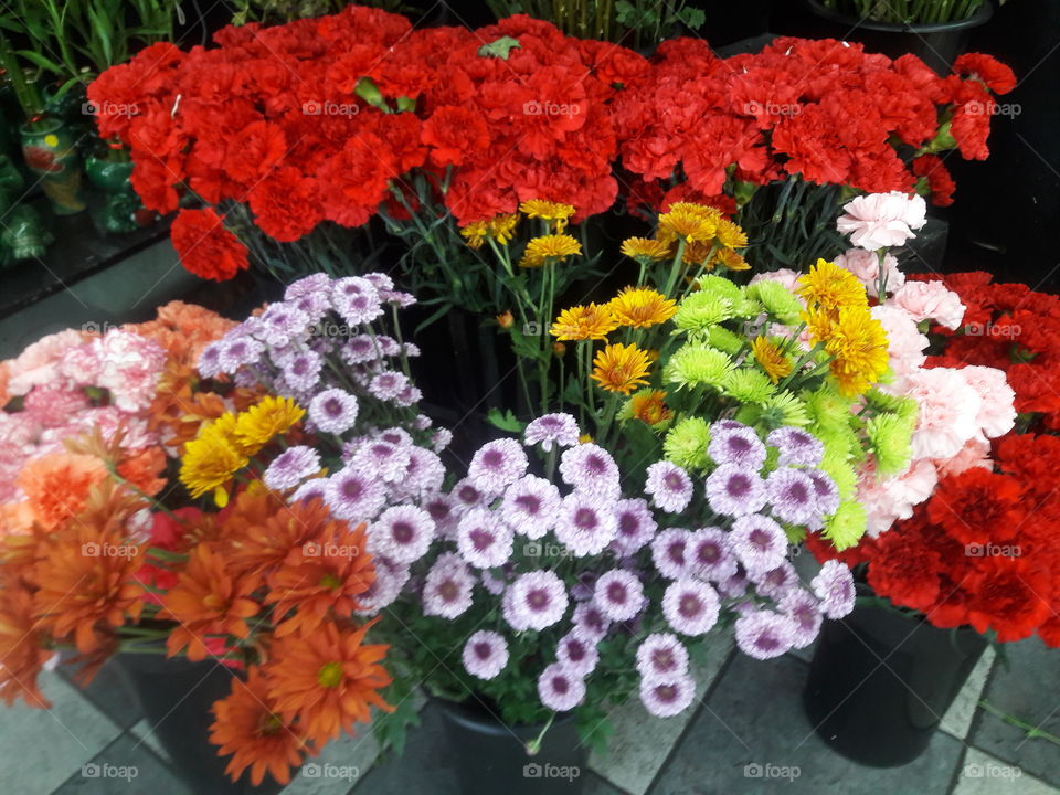 High angle view of flowers