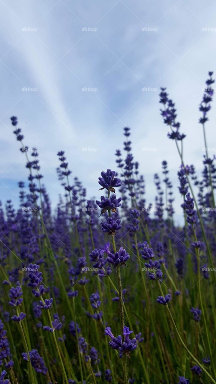 Beautiful nature. Summer time. Lavender and cloudy sky.