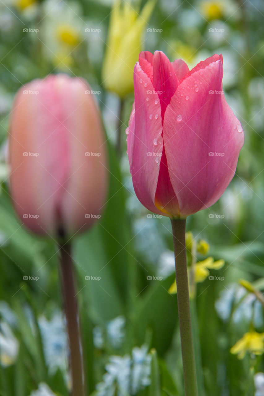 Close-up of a tulip flower
