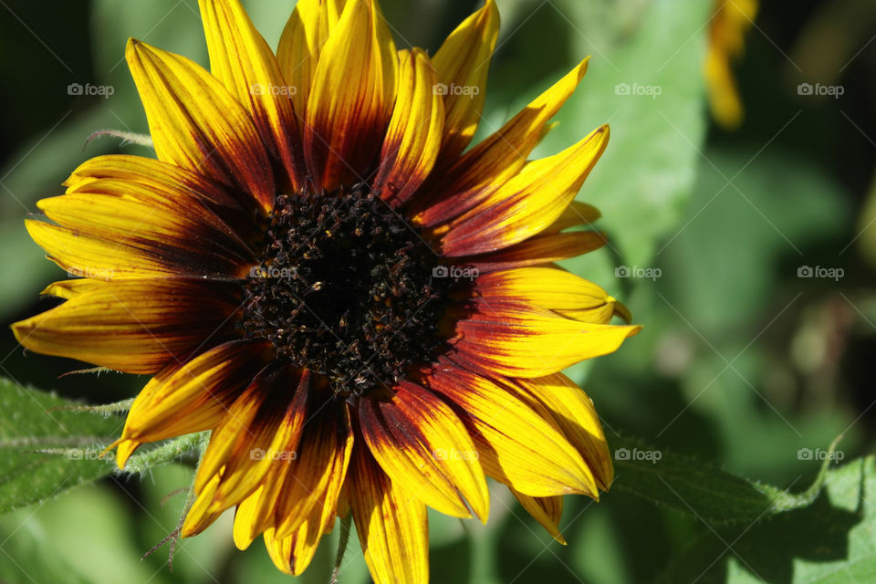 Close-up of sunflower