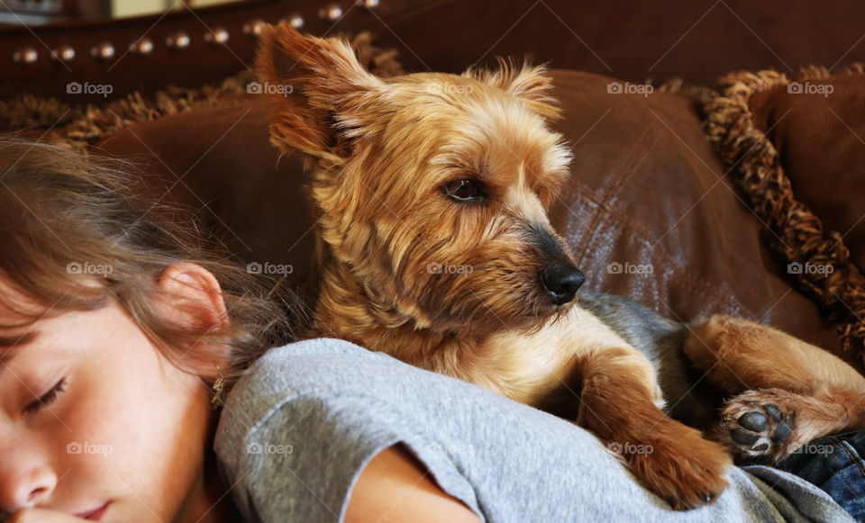 Yorkie relaxing on child's back