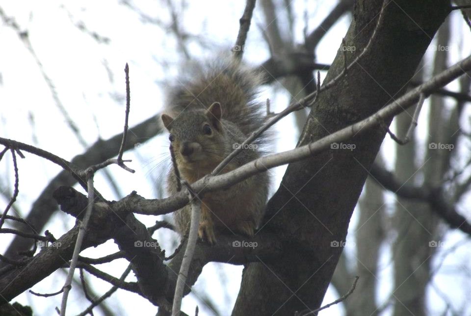 A squirrel in a tree 