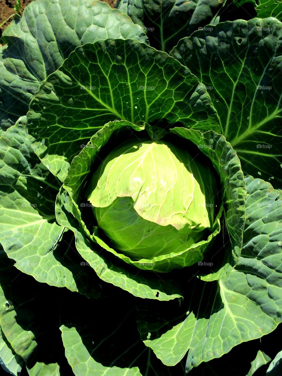 Cabbage