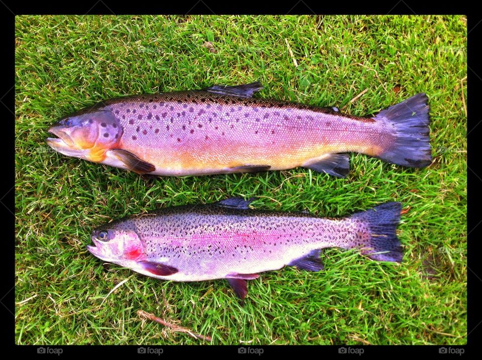 Trout fish