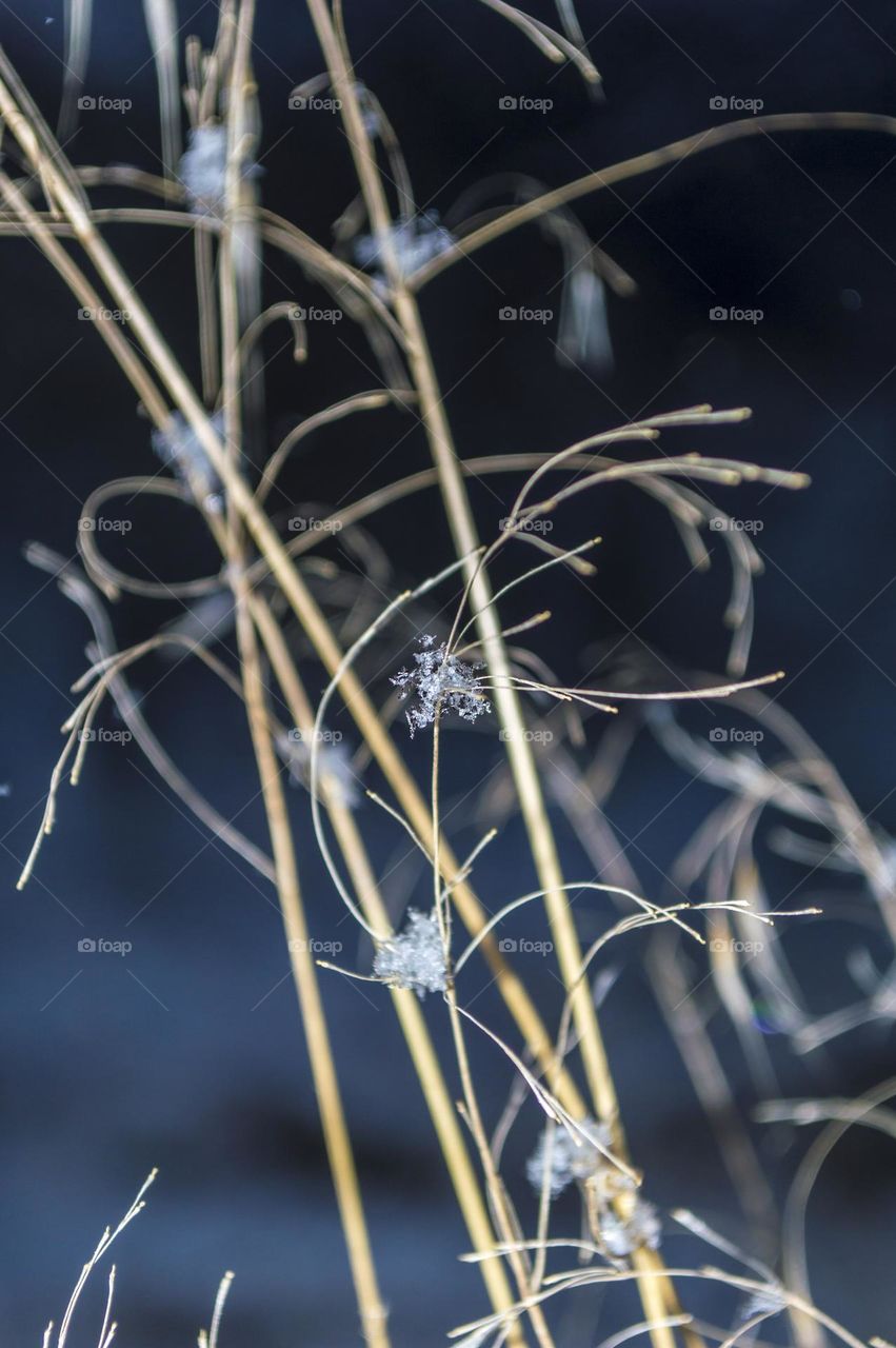 Grass in the snow. Snowflakes.