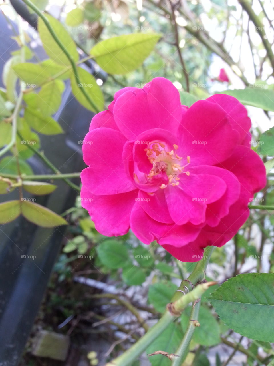 pretty in pink. Flowers right outside my front door