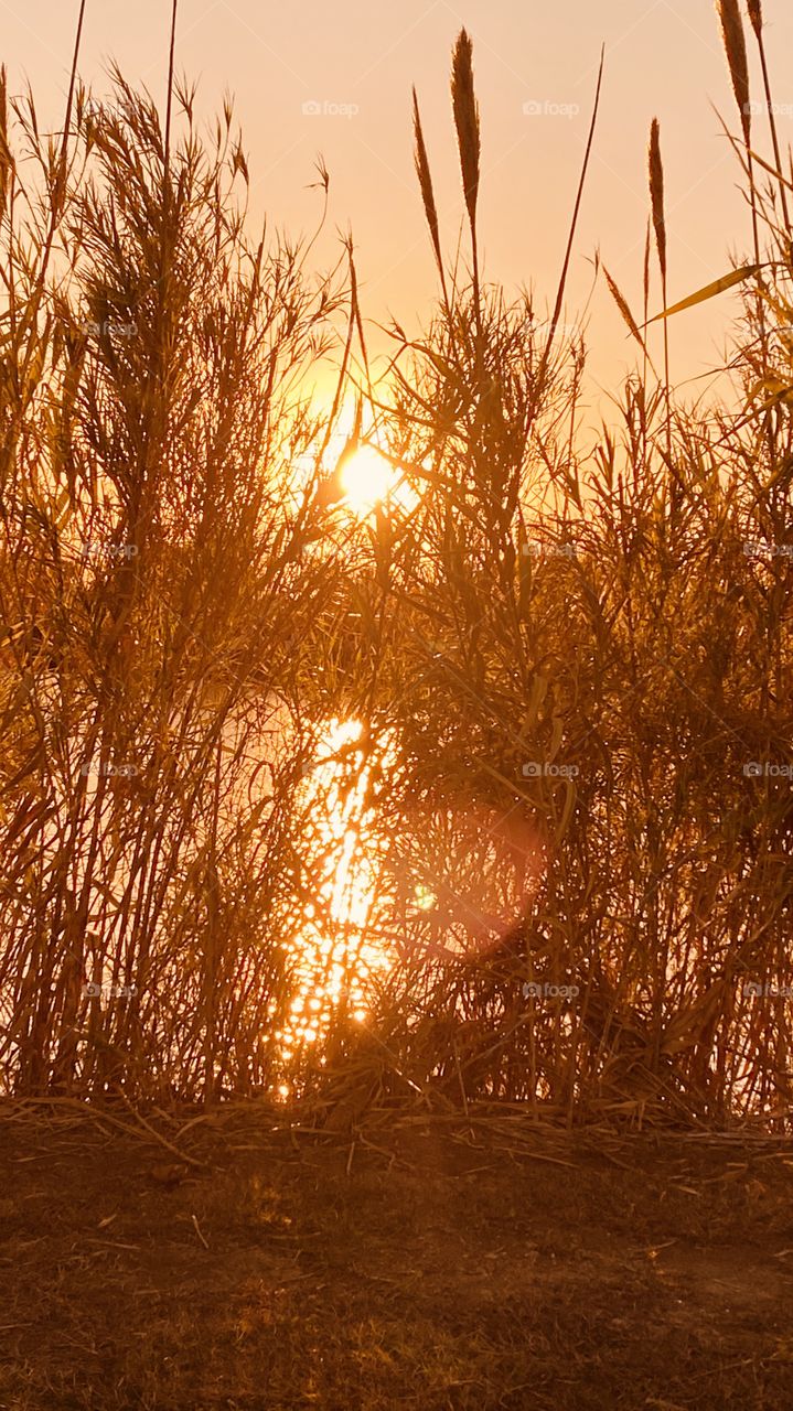 Stunning Sun Setting through Cat Tail Reeds Sparkling on Lake Waters. Sun reflection on mirrored through Reeds. 