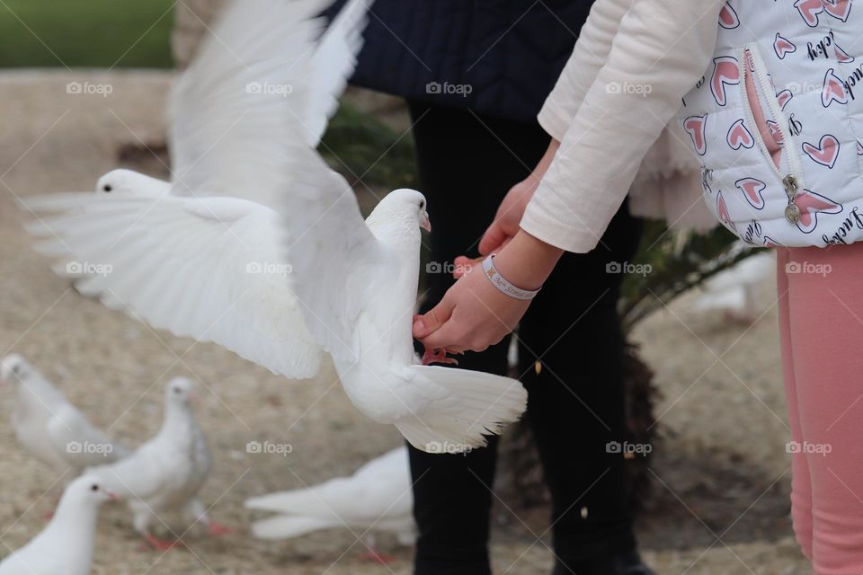 Hand feeding a white dove