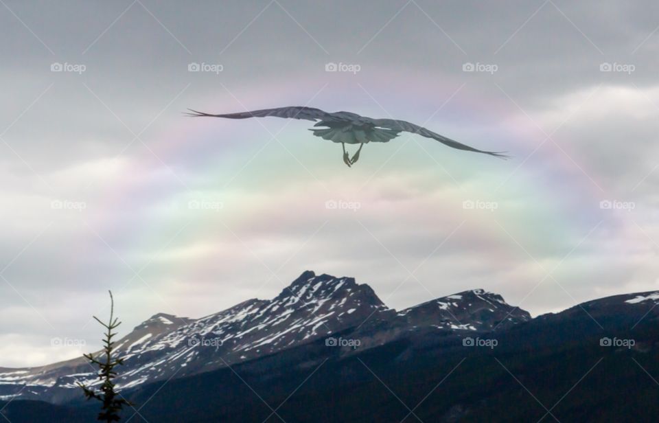 Crow flying into horizon, rainbow and Canada's Rocky Mountains near Banff Alberta 