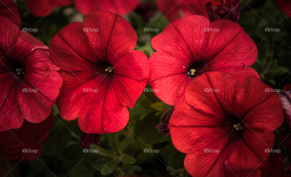 Red Petunia Flowers
