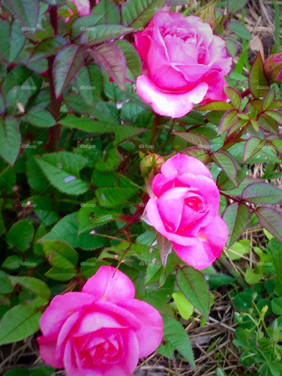 Three Roses. Three pink miniature roses