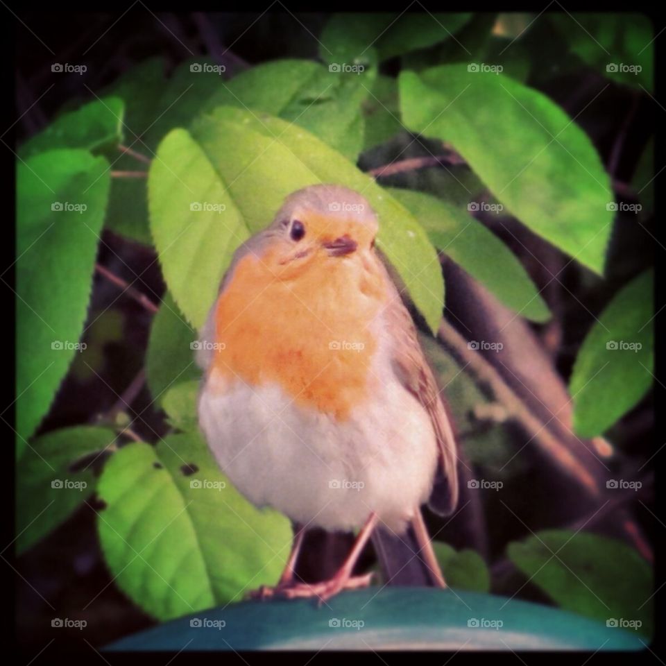 Robin