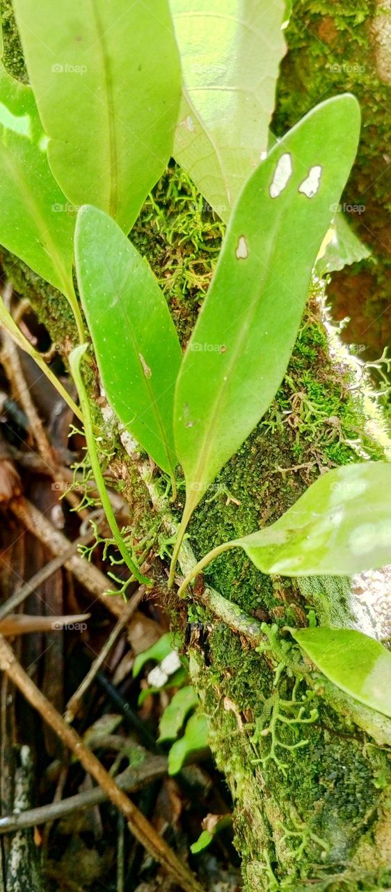 Microgramma is a genus of ferns in the family Polypodiaceae, subfamily Polypodioideae, according to the 2016 Pteridophyte Phylogeny Group classification. They are commonly known as grape ferns.