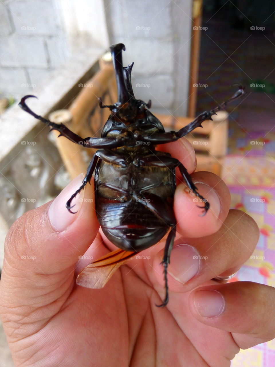 Salagubang (in Filipino), Beetle (in english)