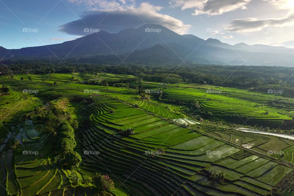 Natural Landscape Mountain and green rice fields