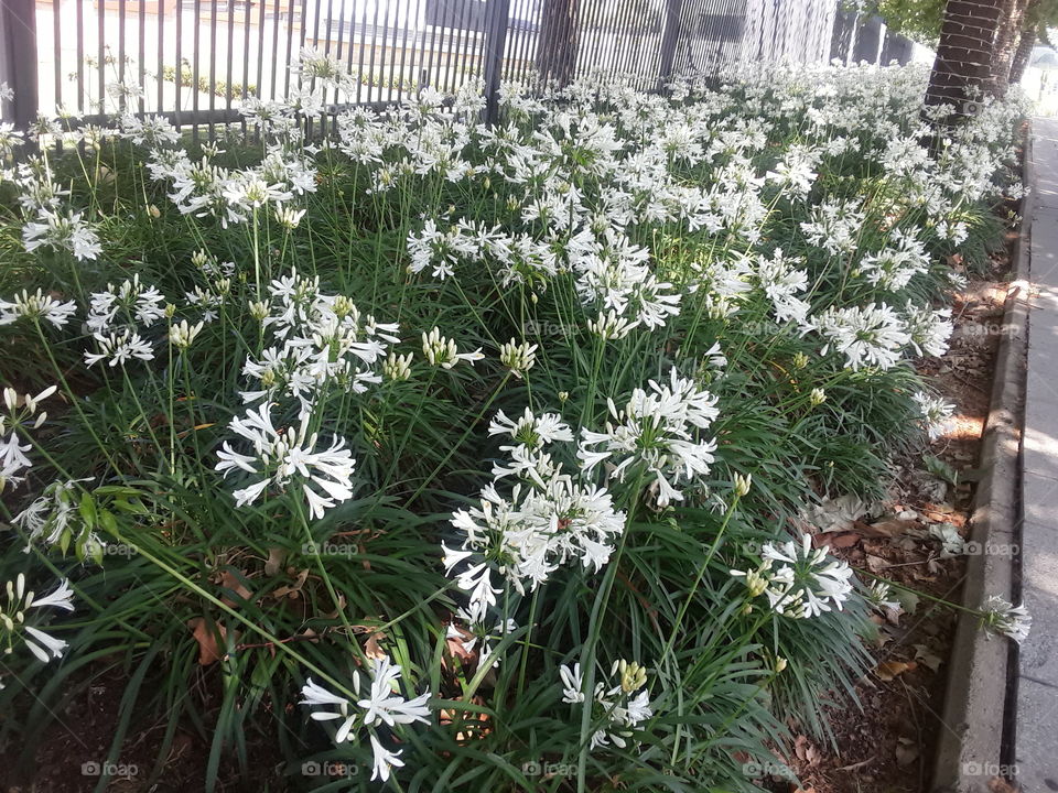 A beautiful view of flowers.