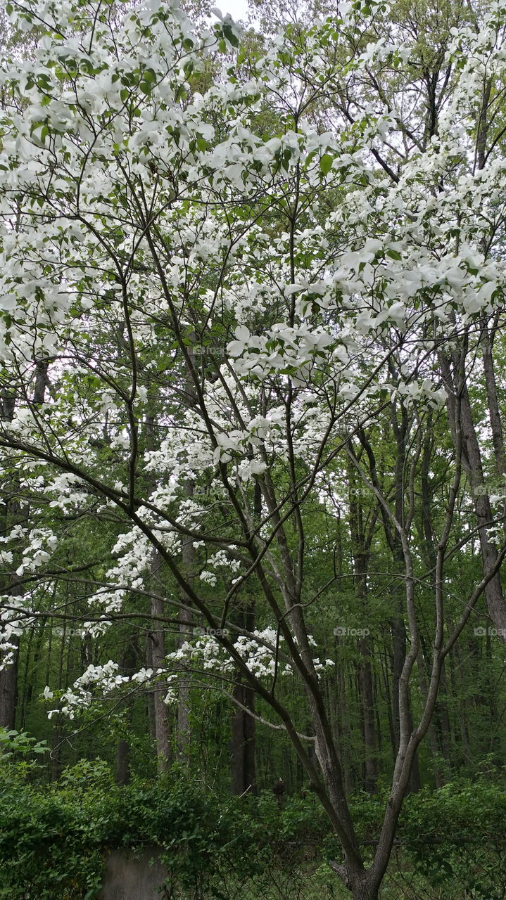 Dogwood in Bloom