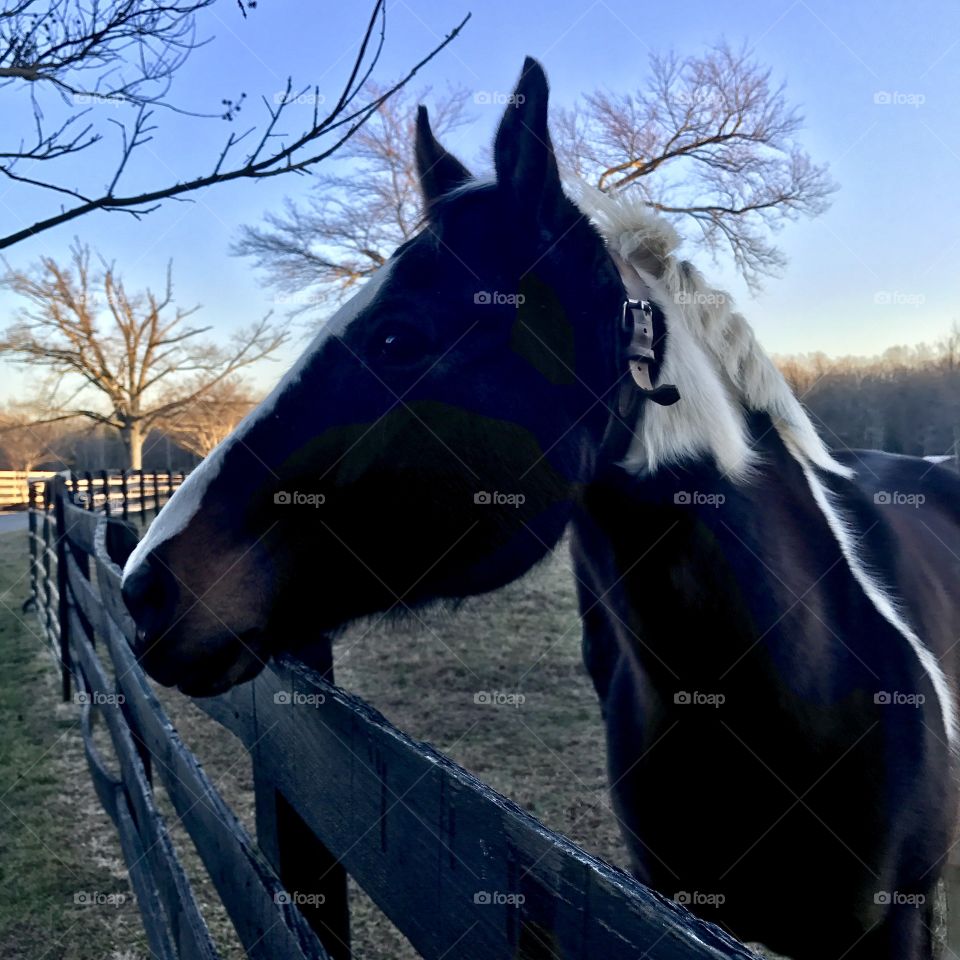 Profile Horse Head